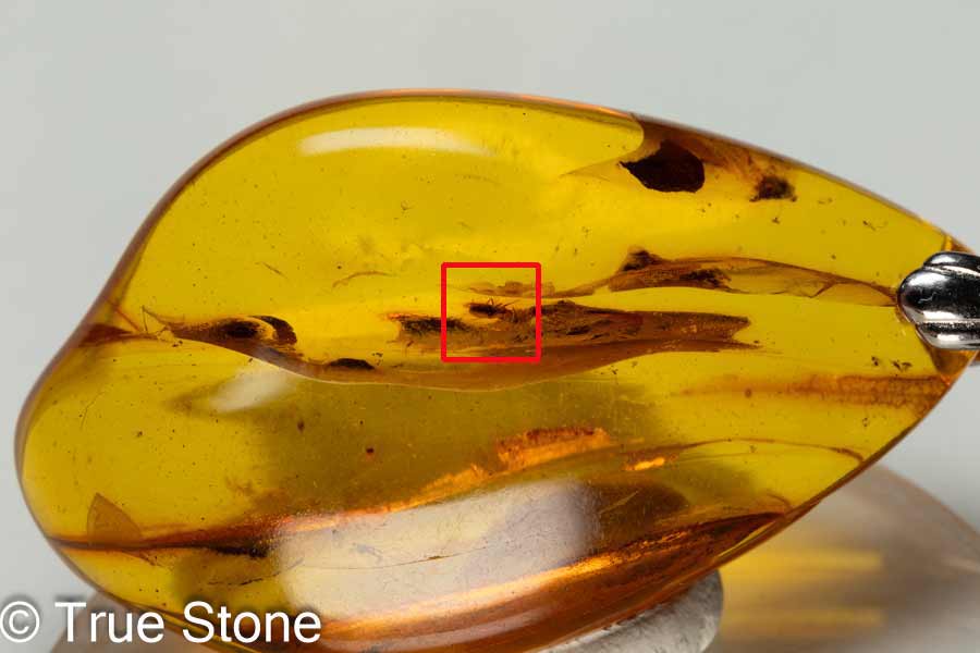 楽天市場】鑑別書付き バルティックアンバー 虫入り琥珀 5匹