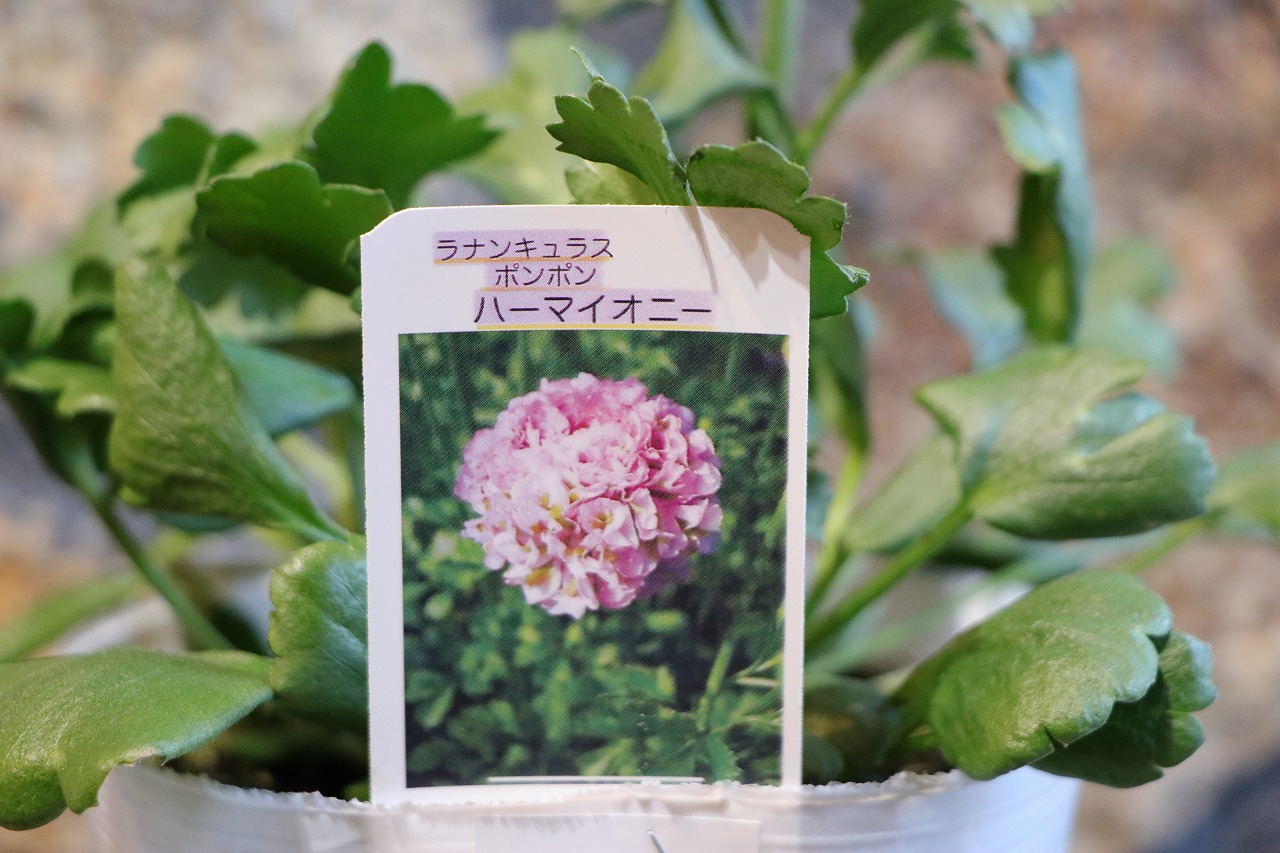 楽天市場】ラナンキュラス ポンポン ハーマイオニー 4〜5号ポット苗