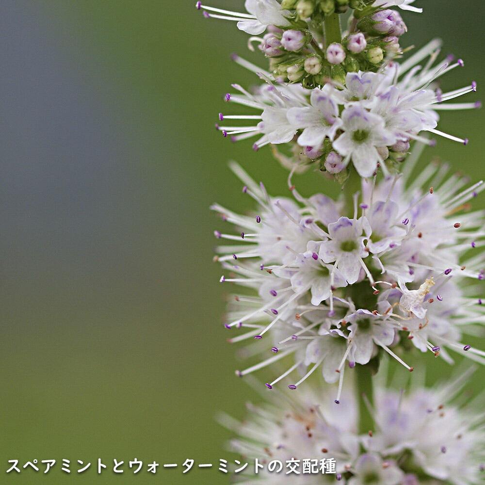 楽天市場】ペパーミント 9.0cmポット 60本 苗 : トオヤマグリーン