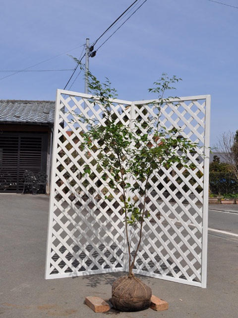 楽天市場】ハイノキ 株立ち 1.5m 露地 苗木 : トオヤマグリーン