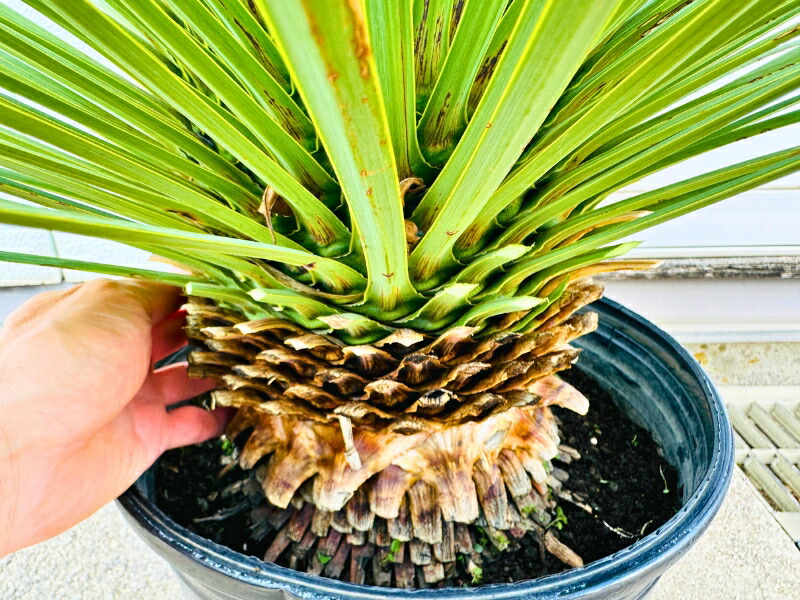 楽天市場】【一点もの】ユッカ ロストラータ 10号鉢 1.0m(鉢底から)幅