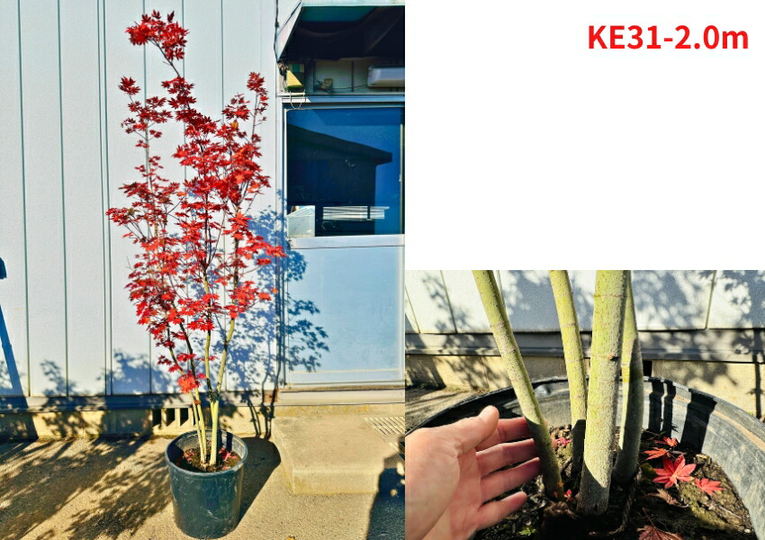 楽天市場】【現品発送】コハウチワカエデ 株立ち 12号 樹高1.7-2.1m(鉢