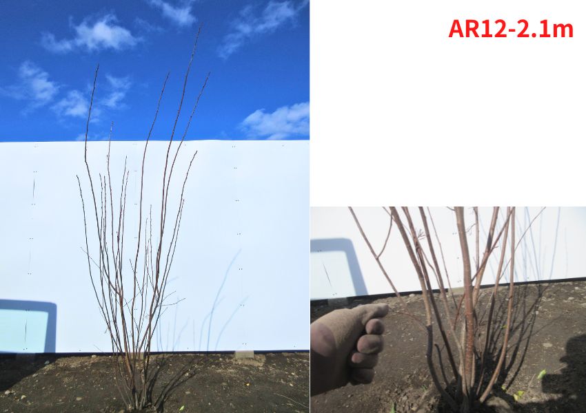 優良株。アロニアクックベリー株立ち2.7M(鉢底から)品番A 優良株