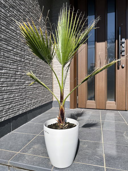 楽天市場】ワシントンヤシ 7号 樹高0.9m前後(鉢底から) 鉢カバー