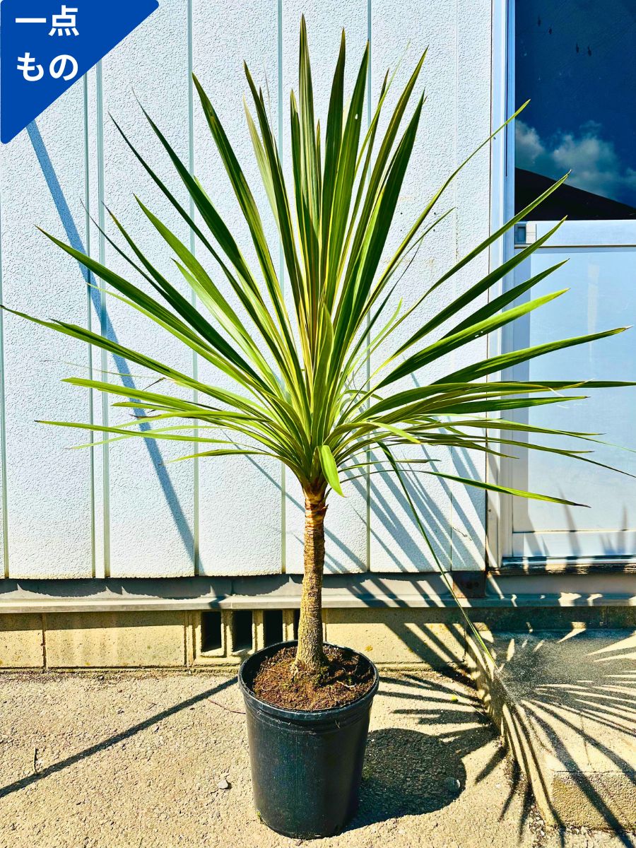 楽天市場】【一点もの】コルジリネ(コルディリネ) トーベイダズラー