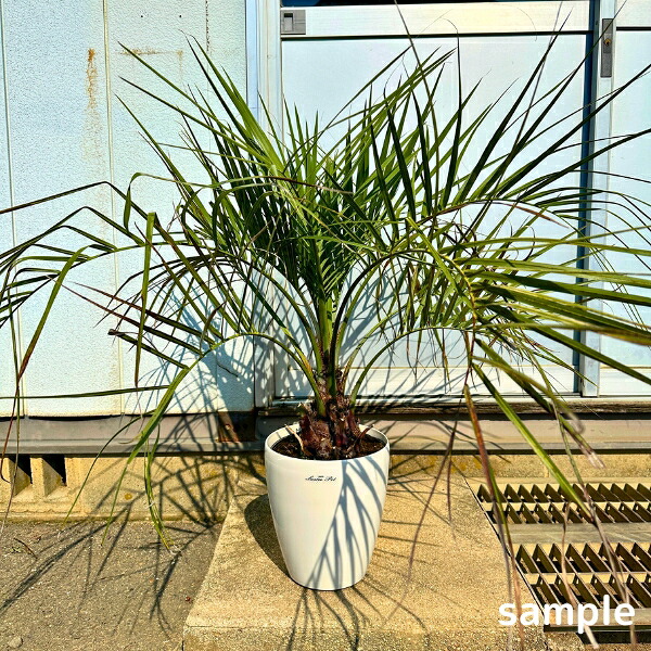 楽天市場】ココスヤシ 7号 樹高80cm前後(鉢底から) ヤシノキ 椰子の木