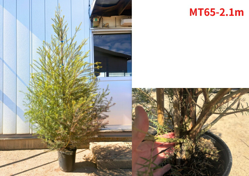 楽天市場】【現品発送】ティーツリー メディカルティーツリー 9号