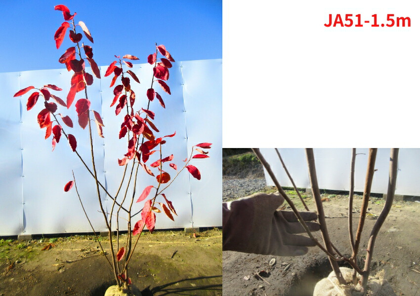 楽天市場】【現品発送】ジューンベリー 株立ち 樹高1.5m-1.9m(鉢底から