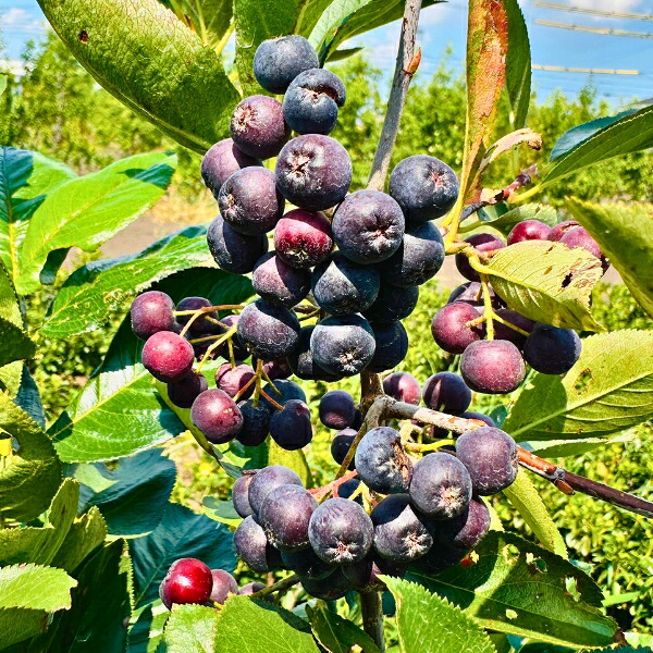 楽天市場】【現品発送】アロニア(チョコレートベリー) 株立ち 樹高1.3