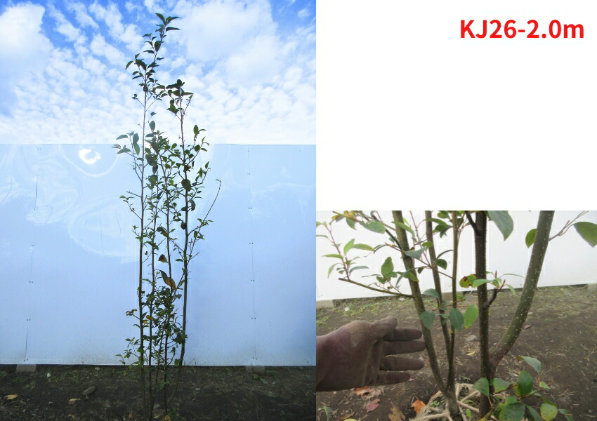 楽天市場】【現品発送】クロモジ 株立ち 樹高1.7m-2.0m(根鉢含まず