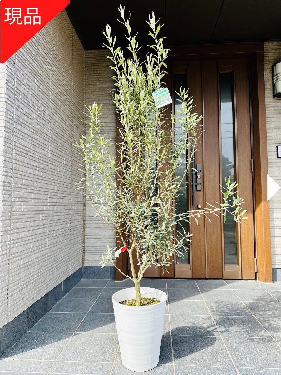 楽天市場】【現品発送】オリーブの木 樹高1.7m-1.8m(鉢底から)10号鉢