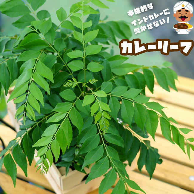 楽天市場】カレーリーフ 実生 5号ポットまたは鉢苗 : 苗木部 by 花