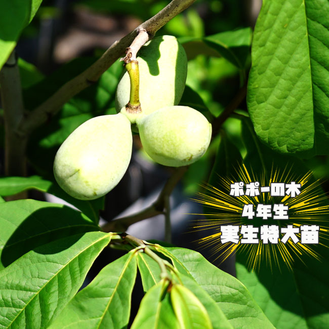 楽天市場】ポポー 苗木 【実生雑種】 4年生実生大苗 【大型宅配便