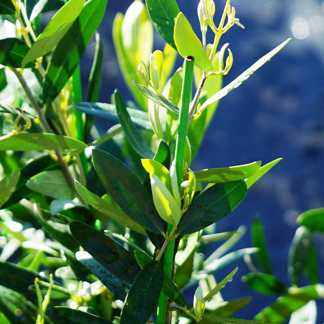 楽天市場】【ジャンボカラマタ】 オリーブの木 3年生7号ポット大苗