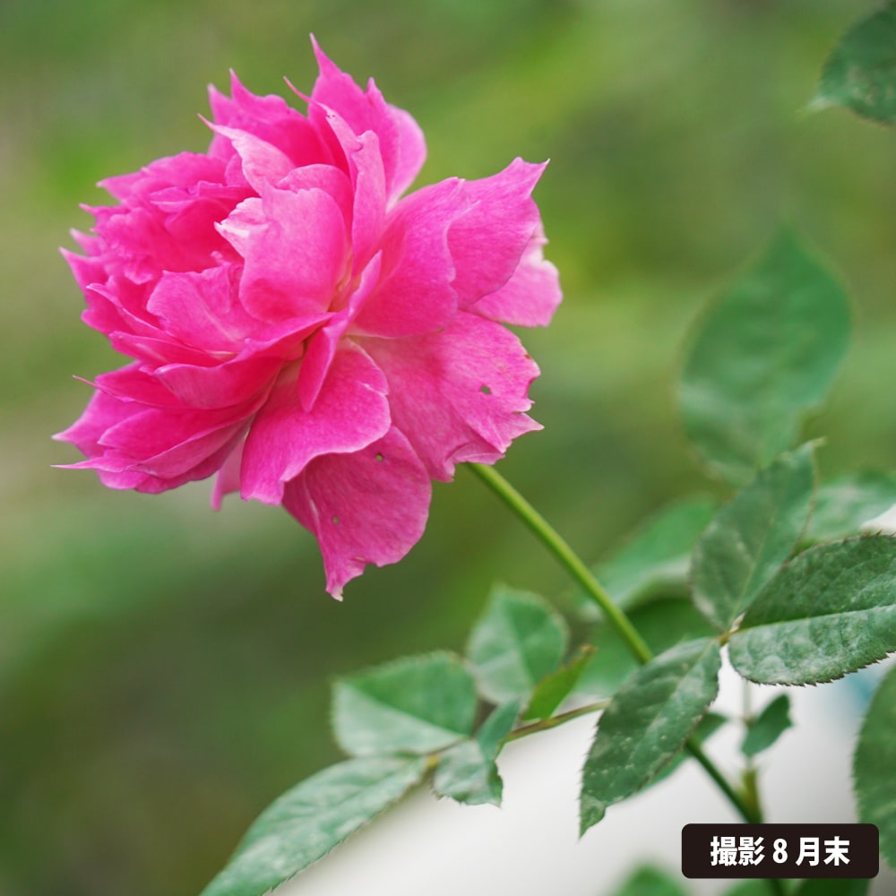 楽天市場】四季咲きバラ苗 【シェエラザード】 2年生大苗 : 苗木部