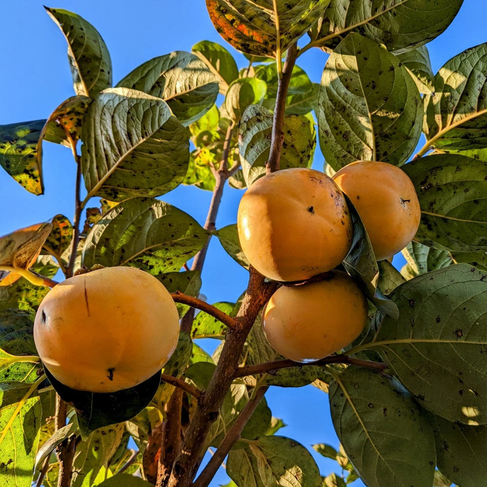 楽天市場】柿の苗木 【太秋柿】 完全甘柿 2年生接木苗 ロングスリット
