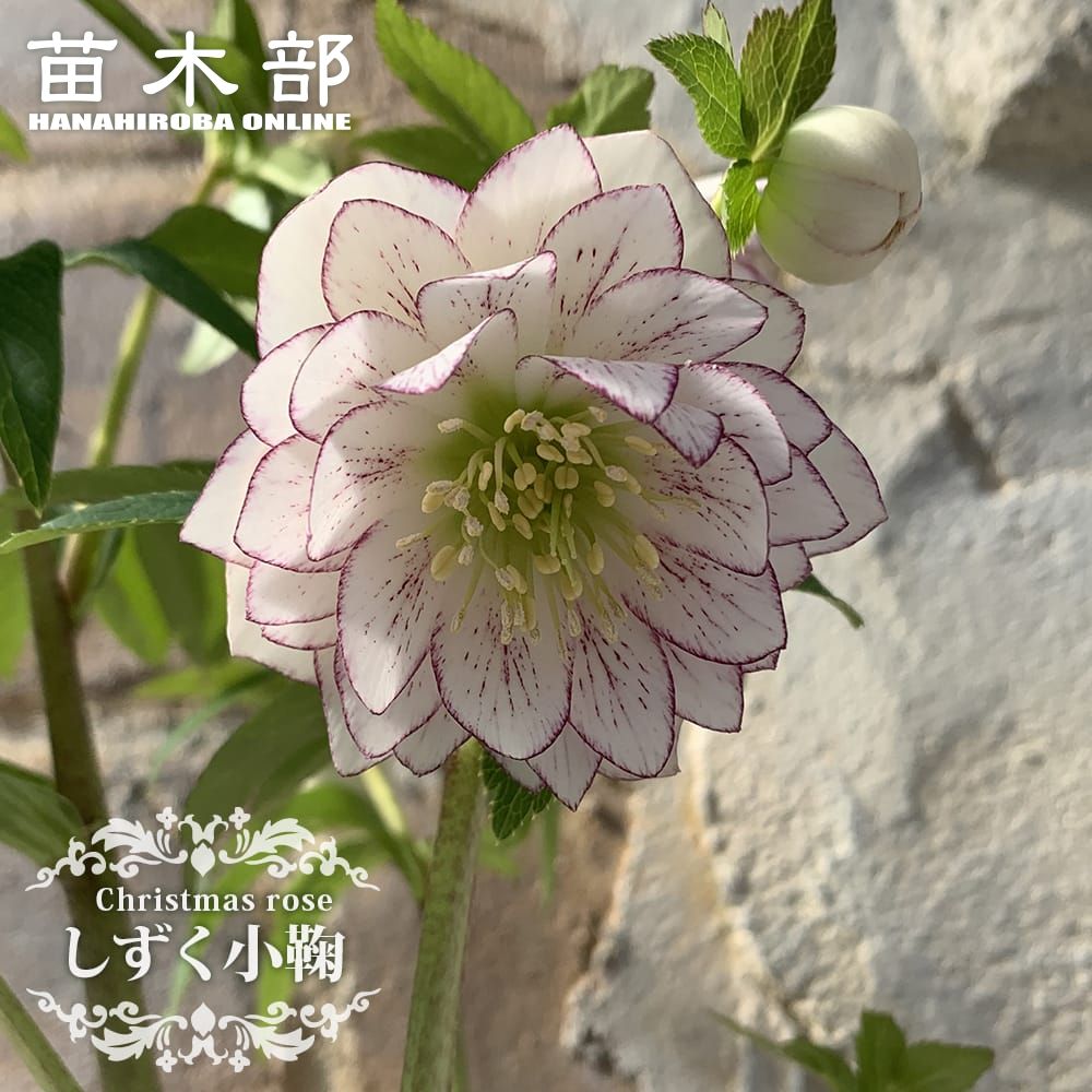 夕映え様ご購入苗㉖-207㉖-244クリスマスローズ 夕映え様ご購入苗㉖