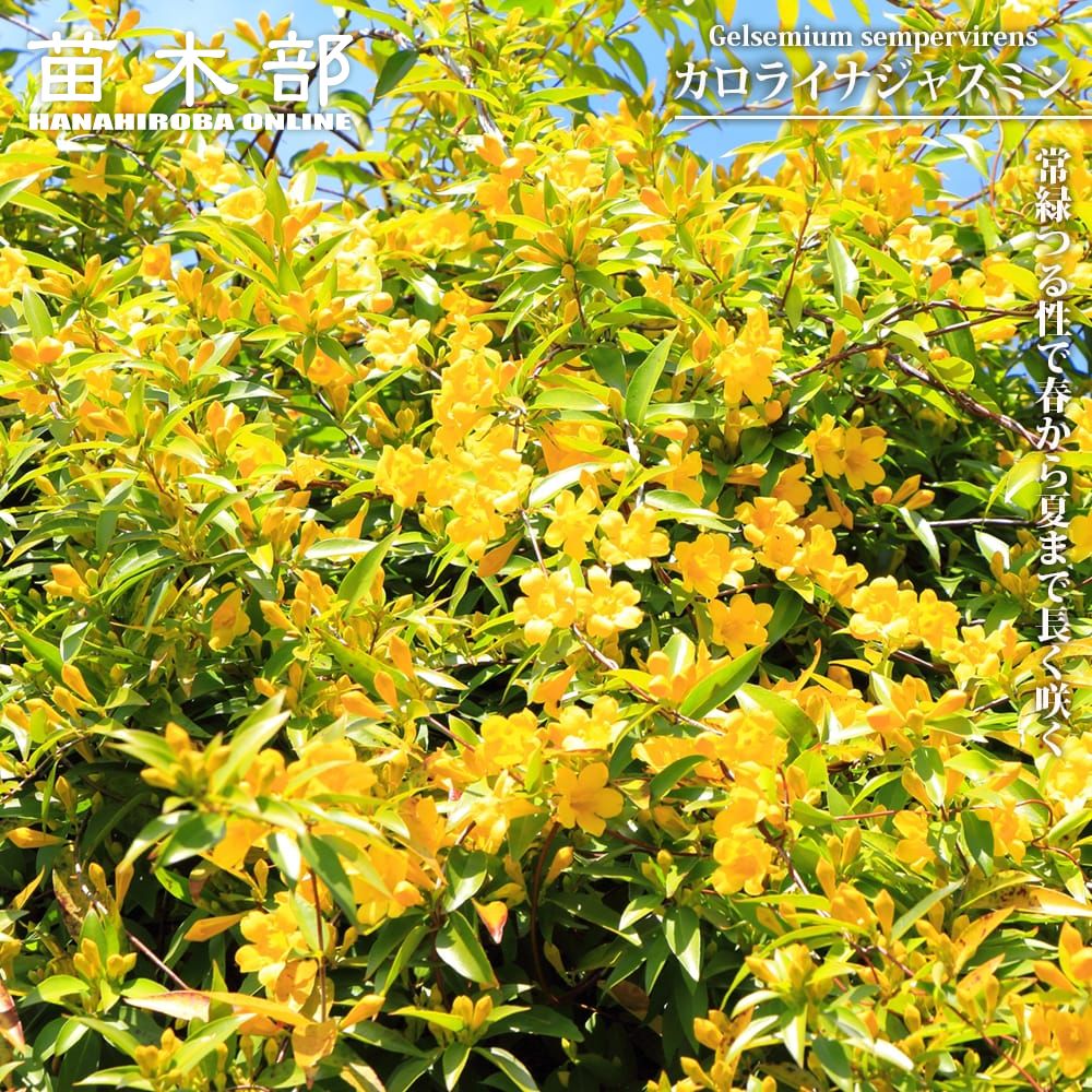楽天市場】カロライナジャスミン 4号ポット苗 : 苗木部 by 花ひろば