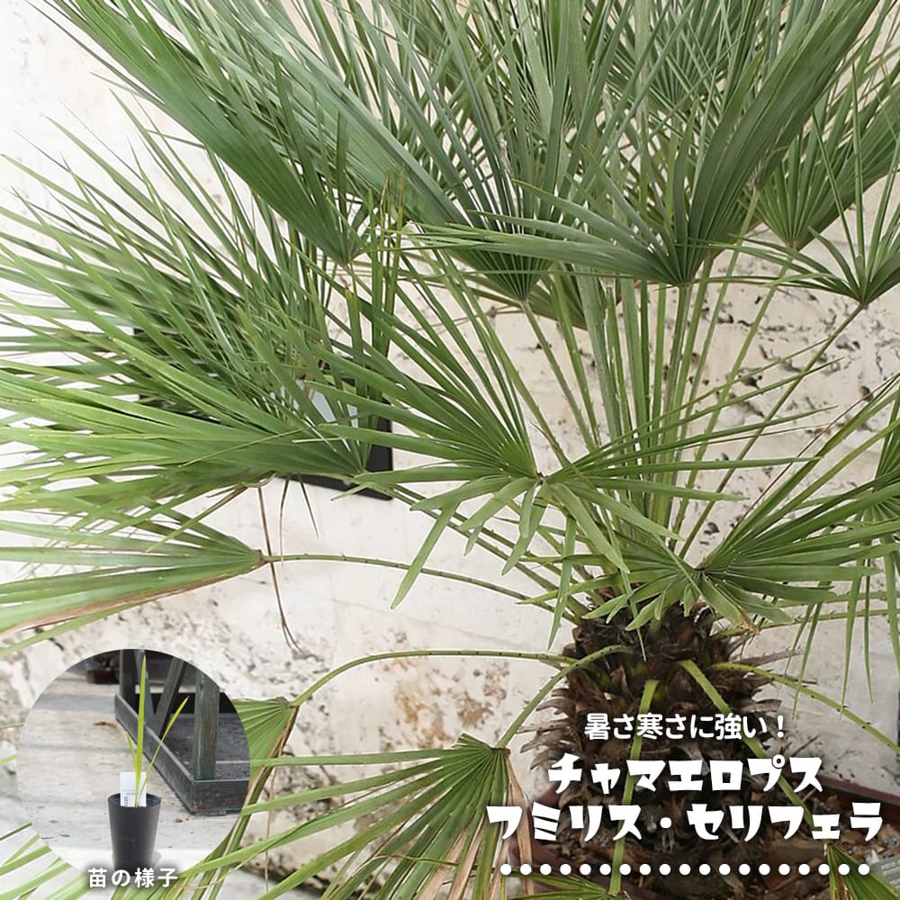 楽天市場】ヤシの木 チャメロプス フミリス セリフェラ 3号ポット苗