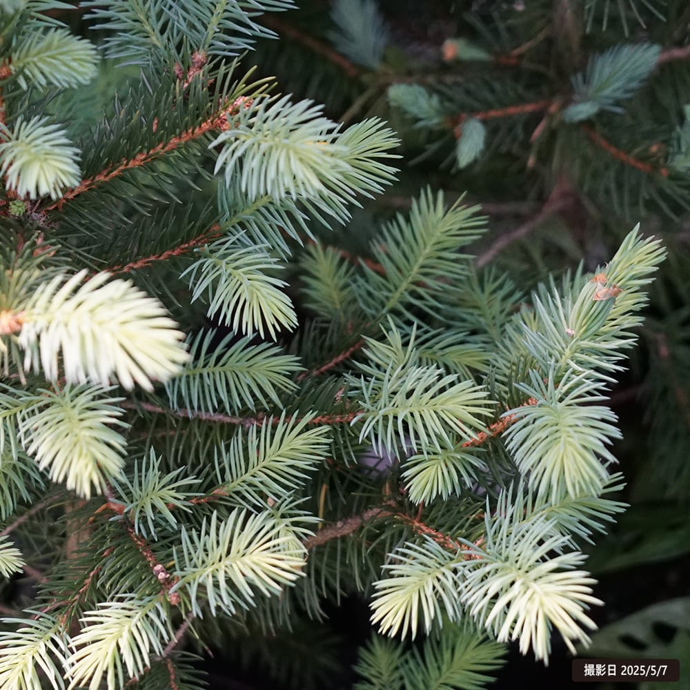 楽天市場】ピセア プンゲンス 【スーパーブルーシードリング】 7号