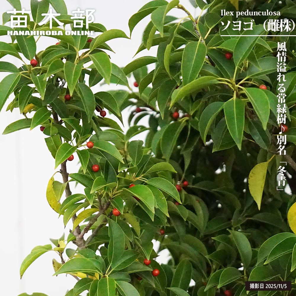 楽天市場】実つき 【ソヨゴ （雌株）】 株立ち 根巻大苗 : 苗木部 by