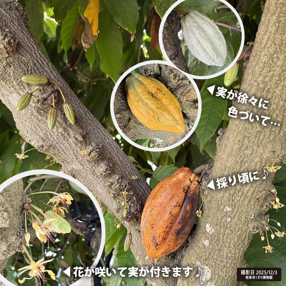 cacao-hanatomi.jpg