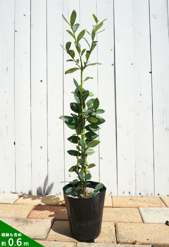 楽天市場】【ミスティー】 サザンハイブッシュ系 2年生挿木苗