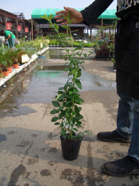 楽天市場】【マグノリア】 サザンハイブッシュ系 2年生挿木苗