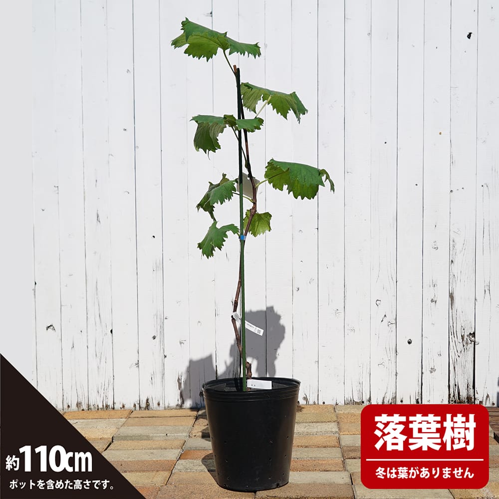 楽天市場】【サマーブラック】 ぶどう 3年生接木大苗 1.1m苗 ウィルス