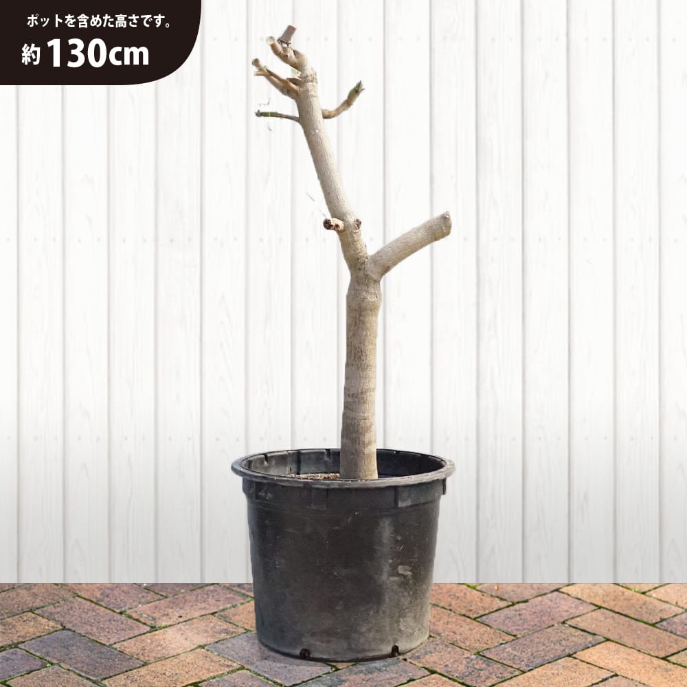 楽天市場】マンゴーの木 【玉文】 極太超特大苗 【大型宅配便】 北海道