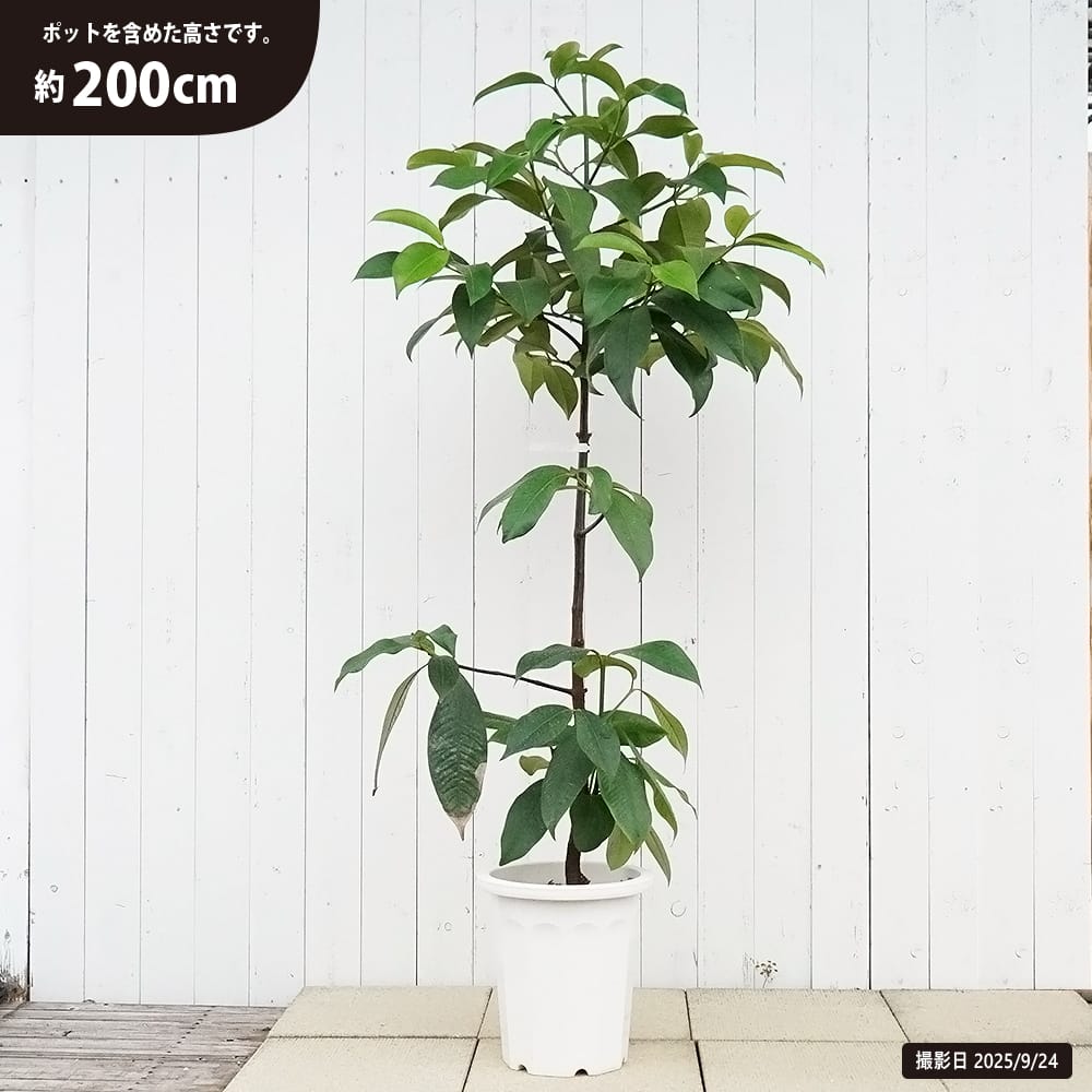 楽天市場】【マンゴスチン】 果物の女王 10年生接木大苗 10号鉢植え