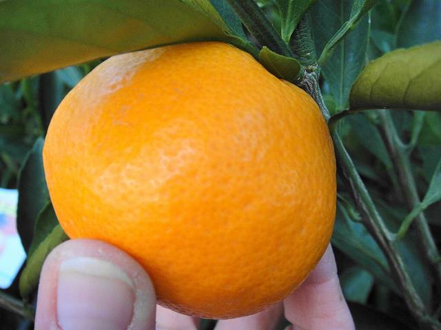 楽天市場】楽天スーパーセール対象商品 みかん 苗木 【田口早生温州