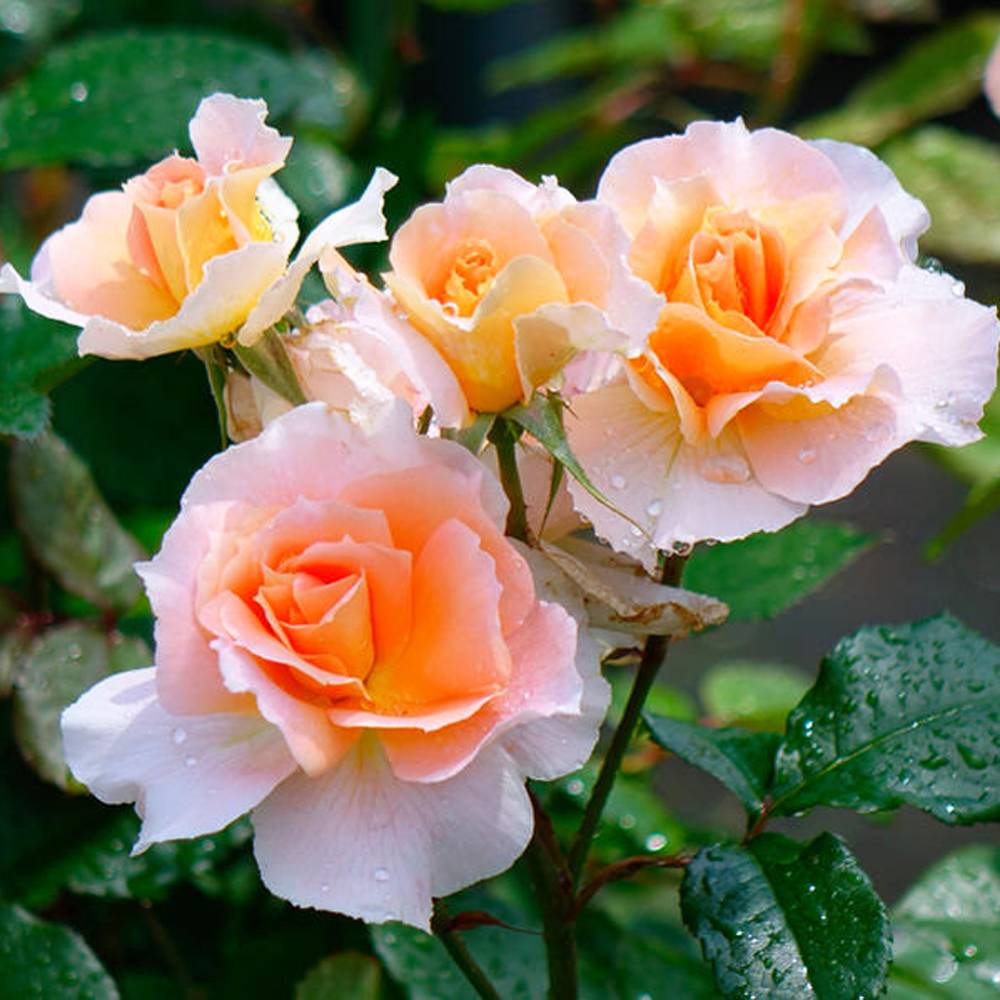 楽天市場】四季咲き強香バラ 【クールドゥナクレ】 2年生大苗 6号