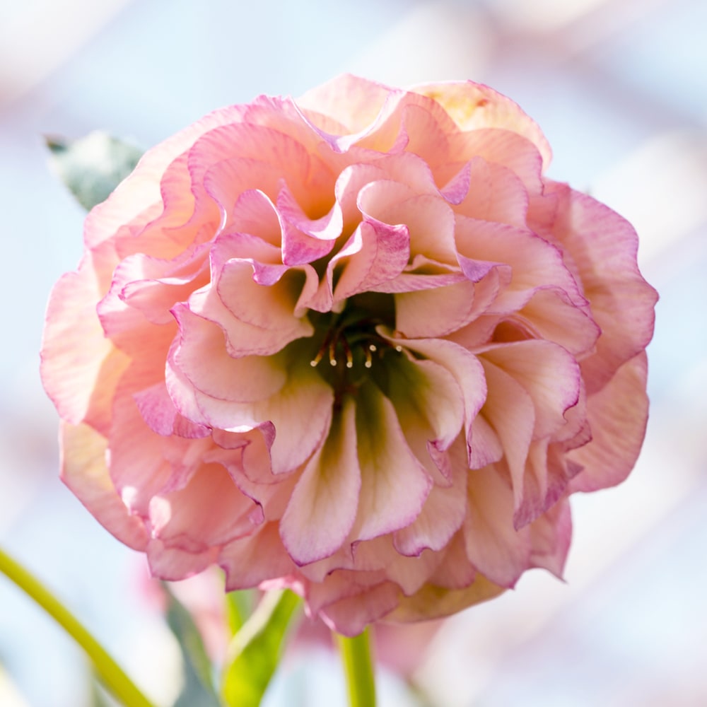 楽天市場】楽天スーパーセール対象商品 【オーロラプリマドレス