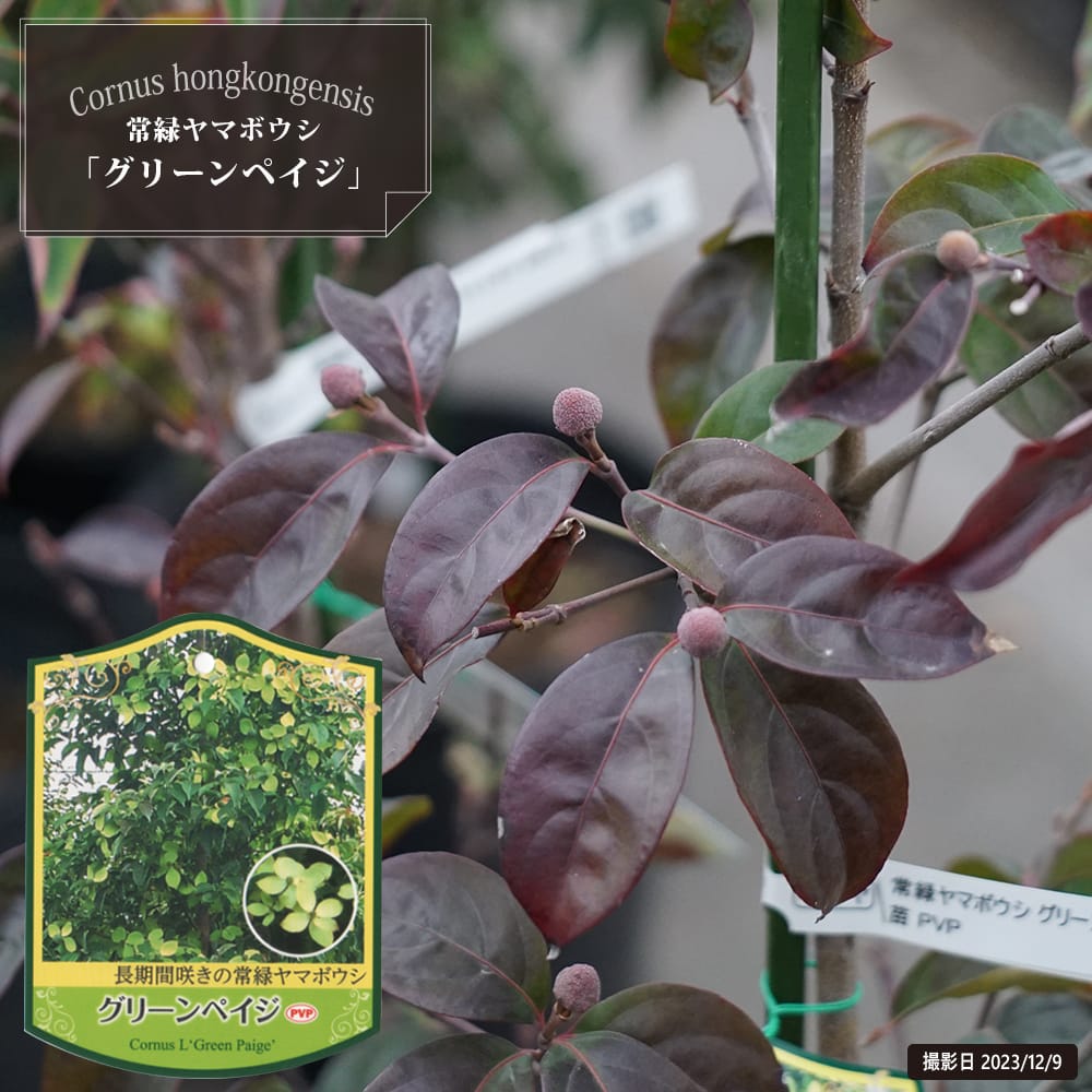 楽天市場】常緑ヤマボウシ 【グリーンペイジ】 根巻き大苗 PVP 登録