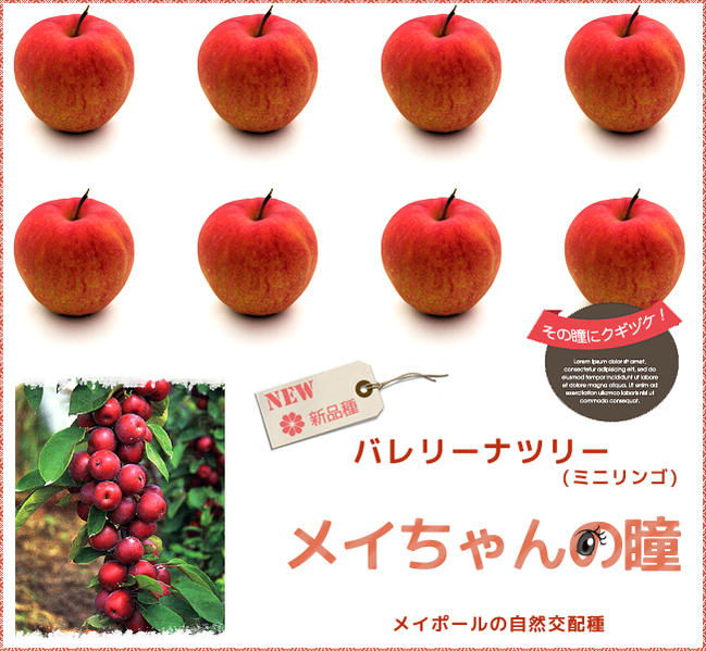 楽天市場】姫りんご 苗木 【メイちゃんの瞳】 1年生接木苗 登録品種