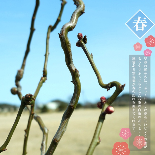 楽天市場】雲竜梅 (ウンリュウバイ) 根巻き大苗 大型宅配便・大梱包