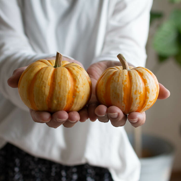 楽天市場】ハロウィン用 本物 生カボチャ 鑑賞用『プッチーニ(直径約7