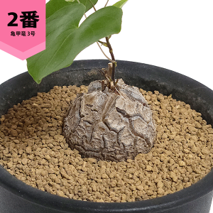 観葉植物 亀甲竜」の人気商品一覧 | 安い商品を通販サイトから探す