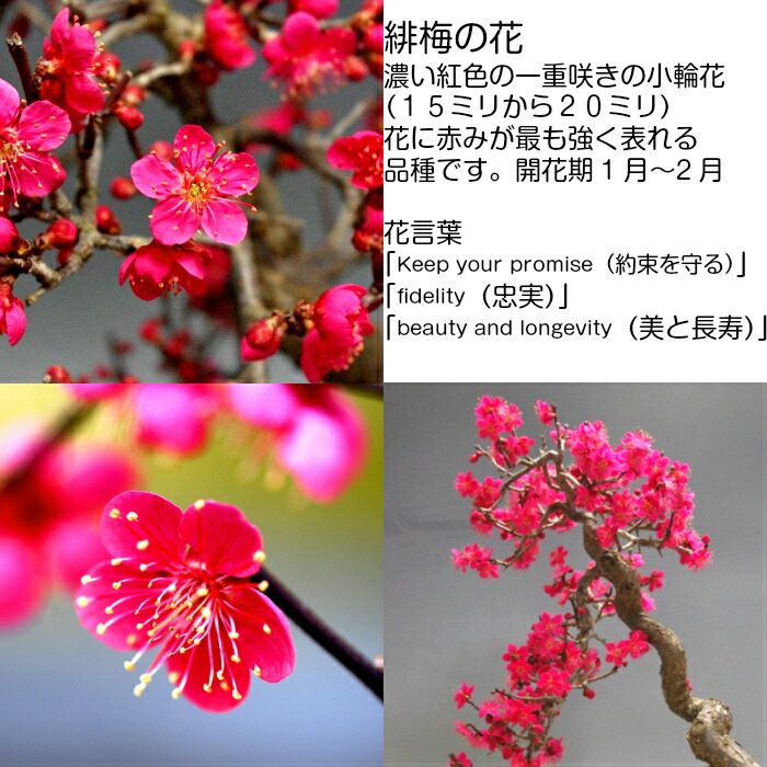 楽天市場】盆栽 梅高級盆栽 即日配送可 樹齢30年 緋梅 別格 極太捻転幹