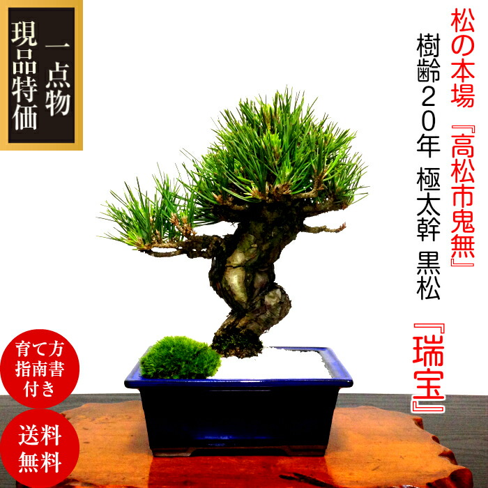 楽天市場】盆栽 松《別格》樹形美 樹齢20年 極太捻転幹 黒松『瑞宝