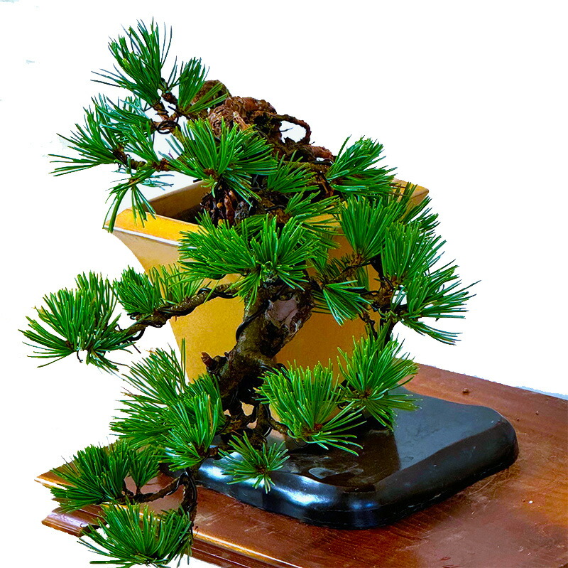 楽天市場】盆栽 松 希少 樹齢15年 吾妻五葉松 宝来 半懸崖 接木 一生