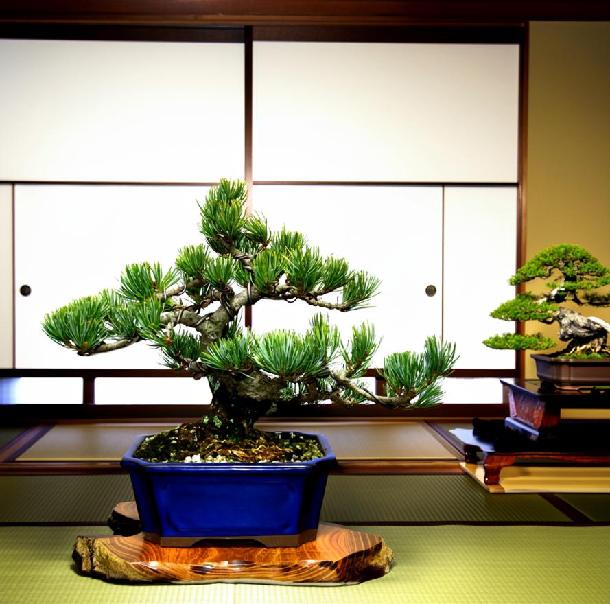 楽天市場】盆栽 松 趣味 人気 飾り映えする模様木 樹形美 楽天1位 樹齢