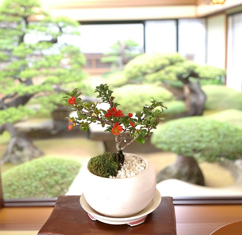 楽天市場】盆栽 梅 長寿梅 全高15センチ前後 四季咲性 健康長寿祈願