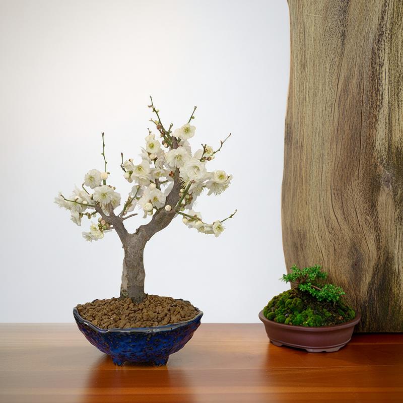 楽天市場】盆栽 梅 白梅 一級品 玉牡丹 60前後の花芽付 八重咲 中大輪