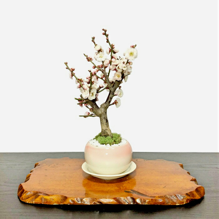 楽天市場】梅 盆栽 Sランク 玉牡丹 楽天1位 80個以上の蕾 大輪花 白梅