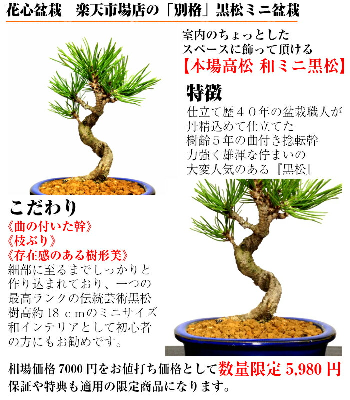 楽天市場】盆栽 松 樹形美 樹齢5年 捻転幹 黒松 ミニ盆栽 Wプレゼント