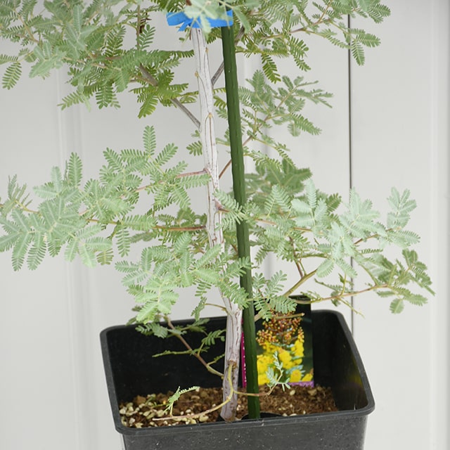 楽天市場】◇送料無料◇ ミモザ 苗【銀葉アカシア プルプレア】約1.3m