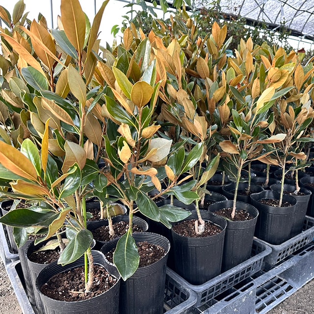 楽天市場】タイサンボク 苗 【リトルジェム （矮性）】 約0.7m ポット