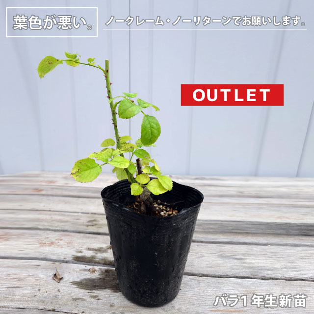 楽天市場】◇OUTLET ROSE◇ [楽天市場限定販売]バラ苗 【つるバラ